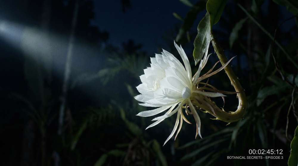 海角社区植物视频-夜间开花延时摄影
